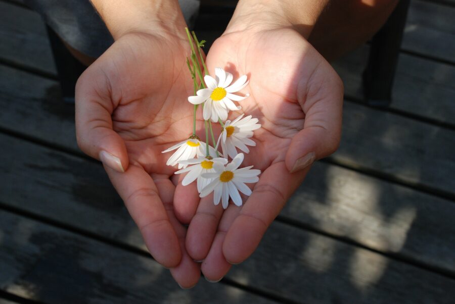 flower-g8c02777ef_1920